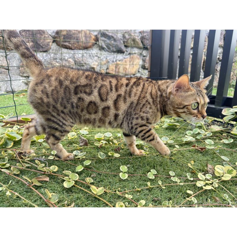 販売中の愛媛県のベンガル-134441の10枚目