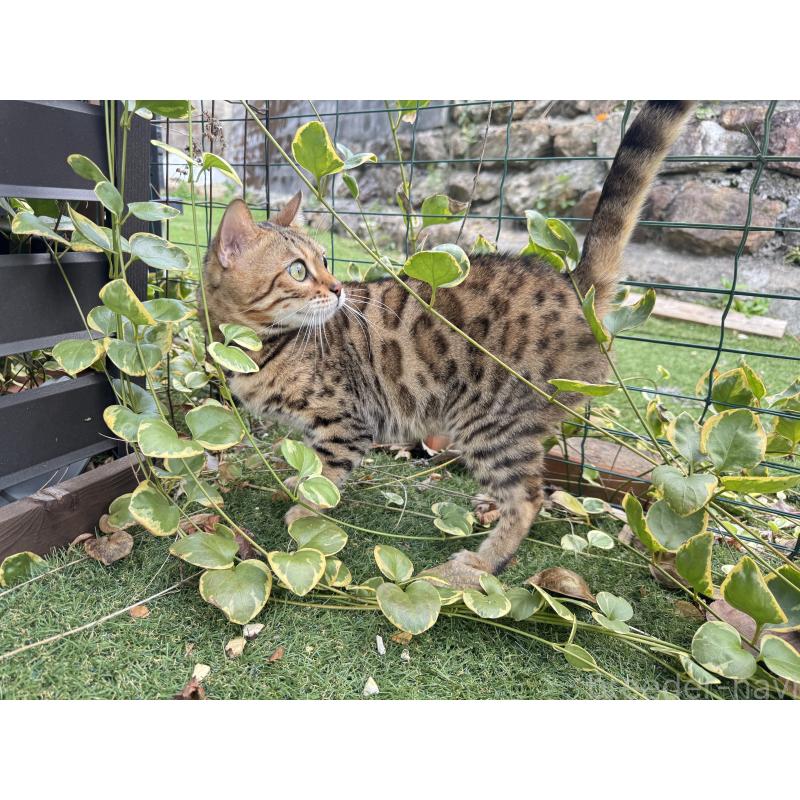 販売中の愛媛県のベンガル-134441の9枚目