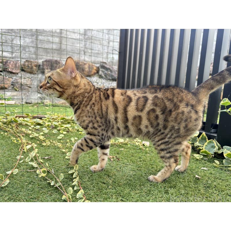 販売中の愛媛県のベンガル-134441の7枚目