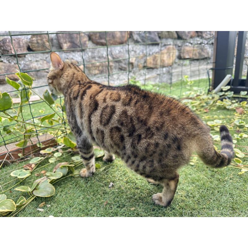 販売中の愛媛県のベンガル-134441の6枚目