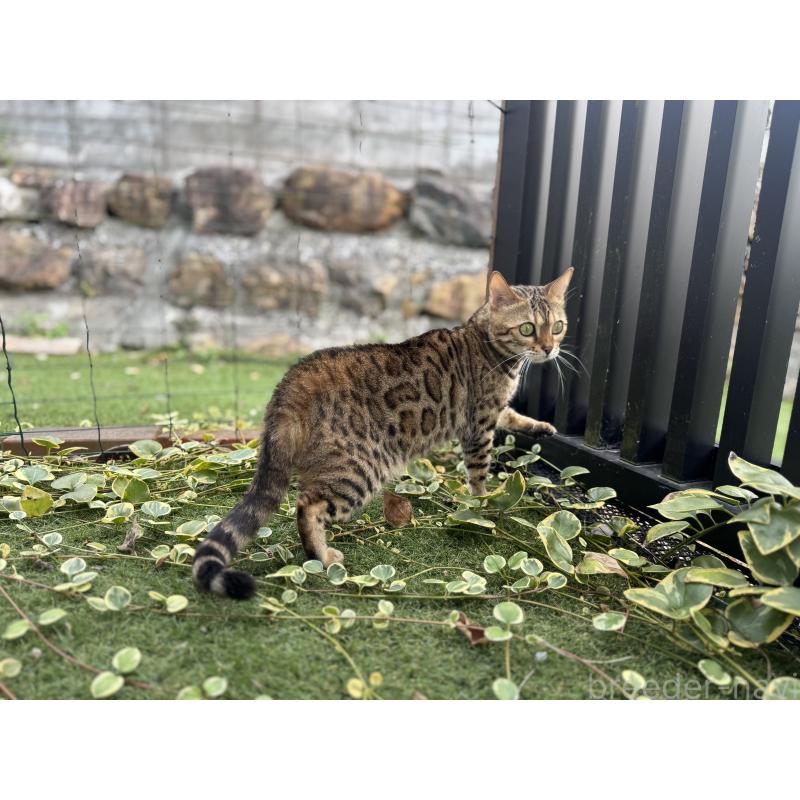 販売中の愛媛県のベンガル-134441の5枚目