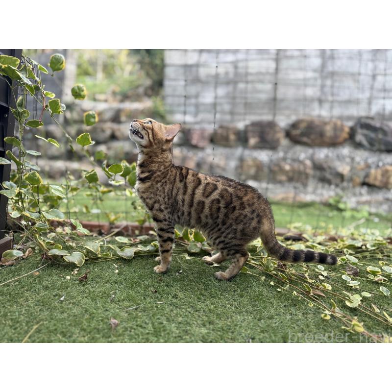 販売中の愛媛県のベンガル-134441の4枚目