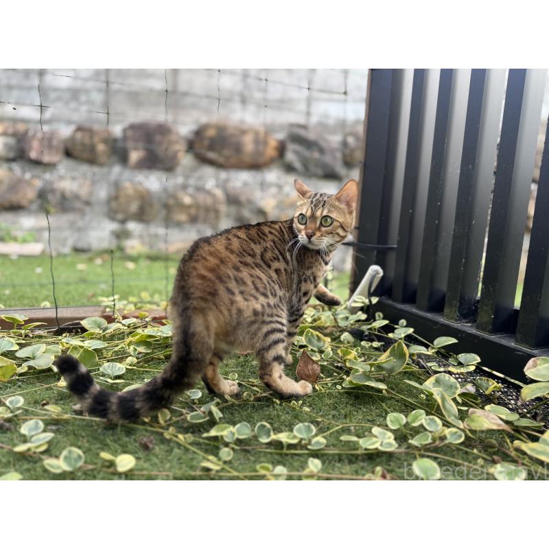 販売中の愛媛県のベンガル-134441の3枚目