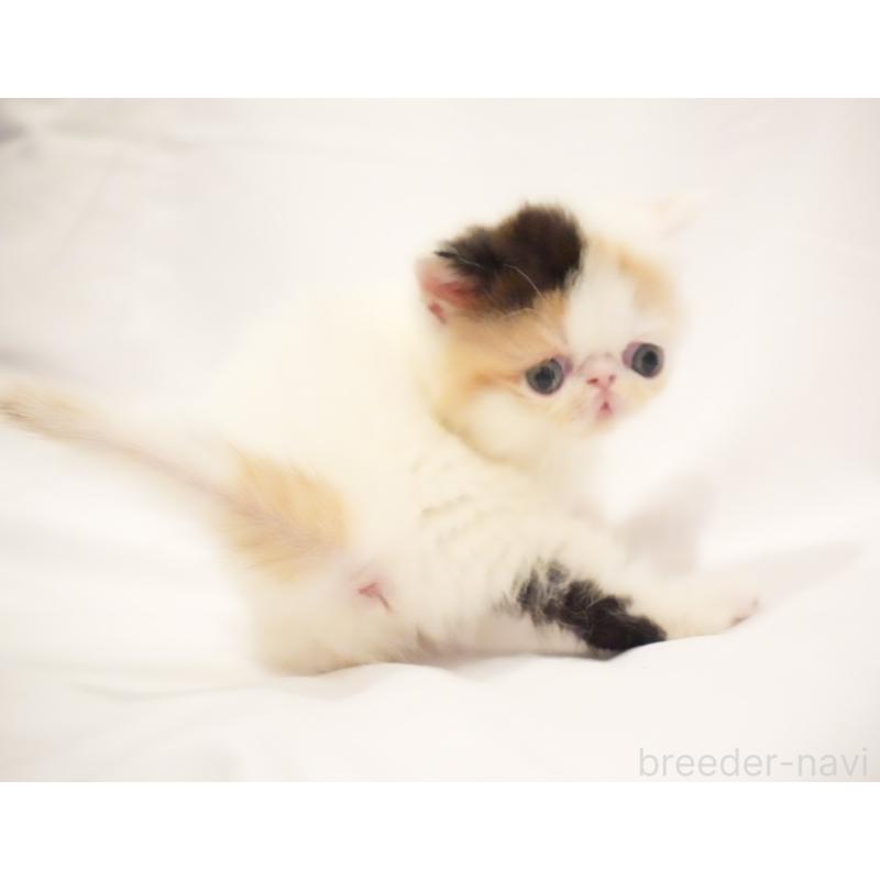 販売中の大阪府のエキゾチックショートヘア-134390の7枚目