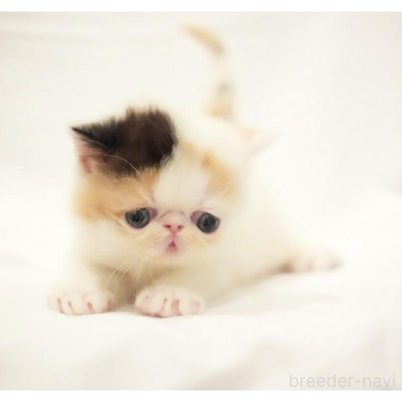 販売中の大阪府のエキゾチックショートヘア-134390の6枚目