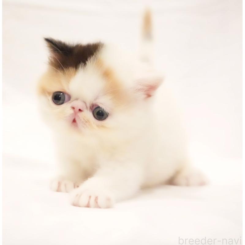 販売中の大阪府のエキゾチックショートヘア-134390の5枚目