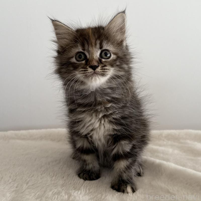 販売中の茨城県のサイベリアン-133066の1枚目