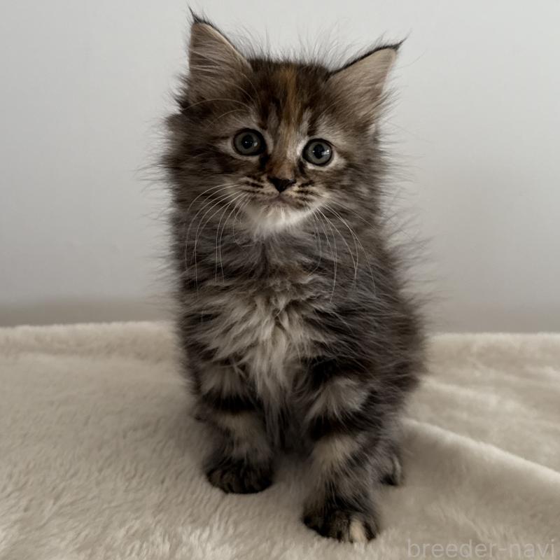 販売中の茨城県のサイベリアン-133066の5枚目