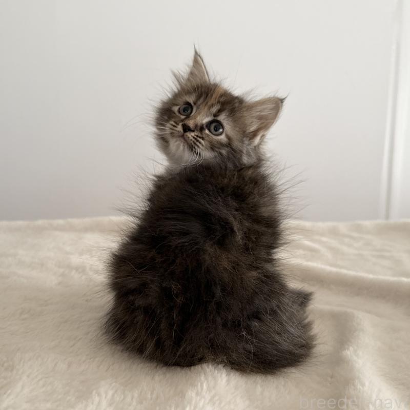 販売中の茨城県のサイベリアン-133066の3枚目