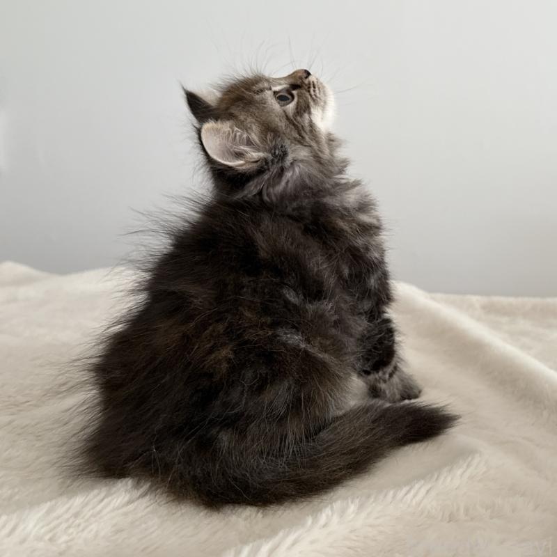 販売中の茨城県のサイベリアン-133066の2枚目