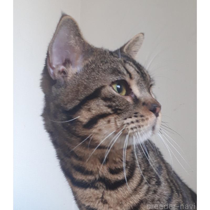 成約済の静岡県のマンチカン-111202の3枚目