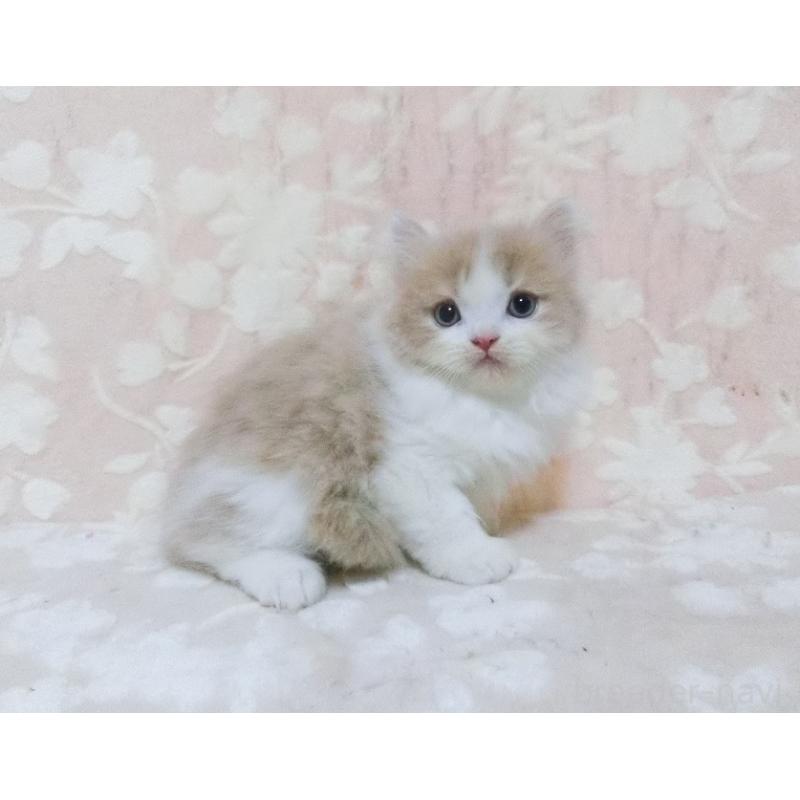 販売中の鹿児島県のスコティッシュフォールド-134391の5枚目