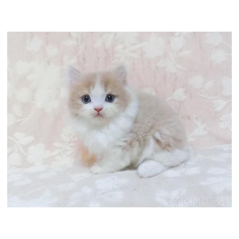 販売中の鹿児島県のスコティッシュフォールド-134391の4枚目