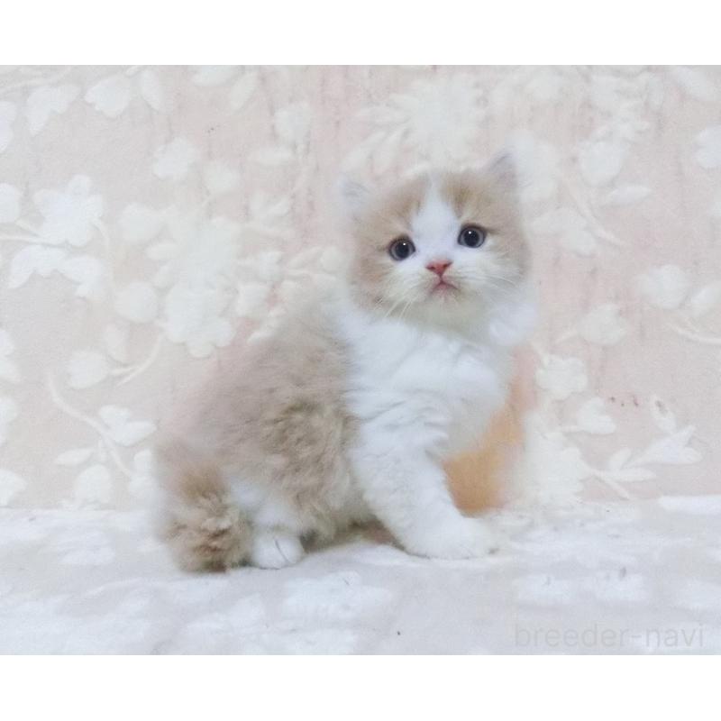 販売中の鹿児島県のスコティッシュフォールド-134391の3枚目