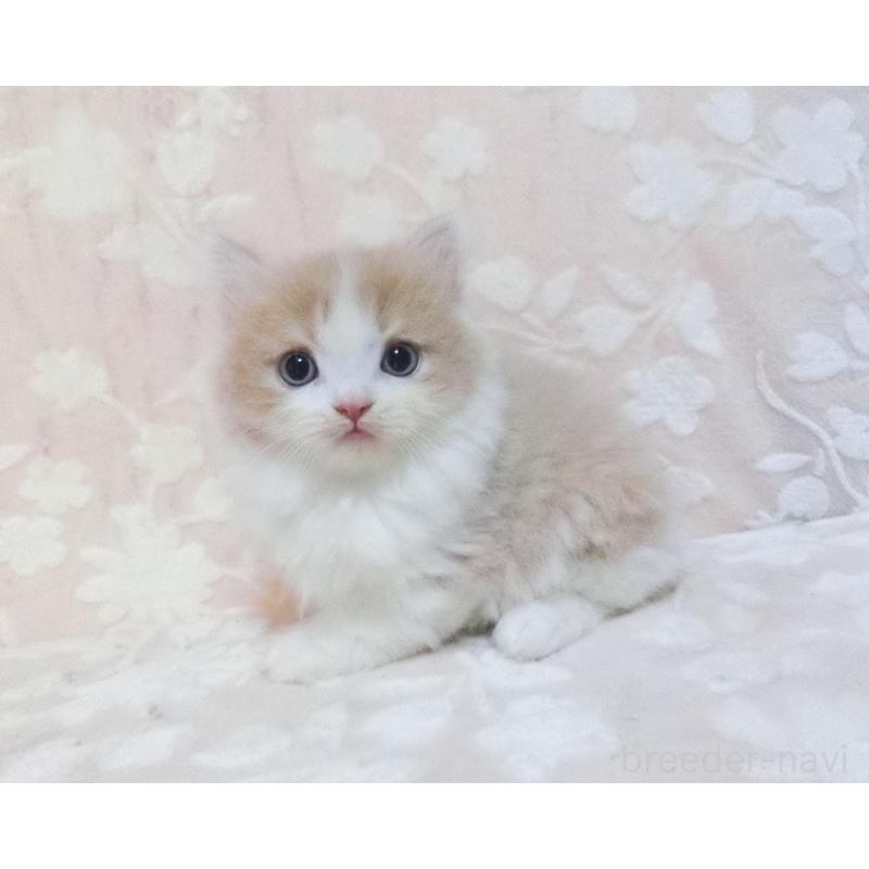 販売中の鹿児島県のスコティッシュフォールド-134391の2枚目