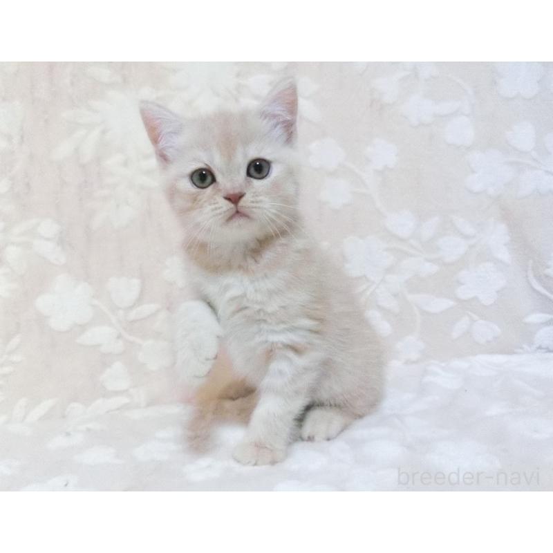 販売中の鹿児島県のスコティッシュフォールド-134392