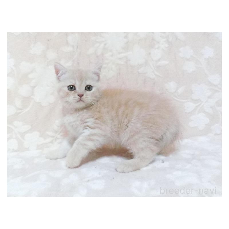 販売中の鹿児島県のスコティッシュフォールド-134392の4枚目