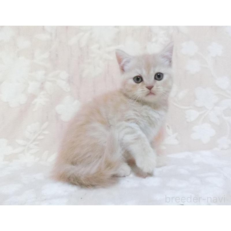 販売中の鹿児島県のスコティッシュフォールド-134392の3枚目