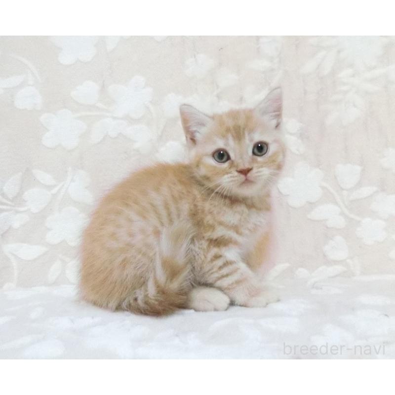 販売中の鹿児島県のスコティッシュフォールド-134393の5枚目