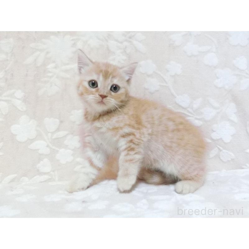 販売中の鹿児島県のスコティッシュフォールド-134393の3枚目