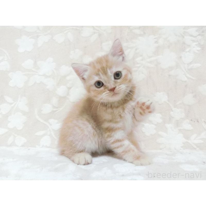 販売中の鹿児島県のスコティッシュフォールド-134393の4枚目