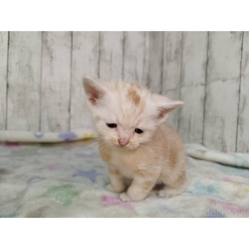 販売中の三重県のアメリカンショートヘア-134394の4枚目