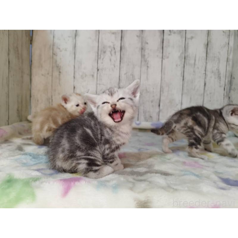 販売中の三重県のアメリカンショートヘア-134395の4枚目