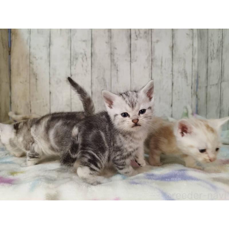 販売中の三重県のアメリカンショートヘア-134395の2枚目