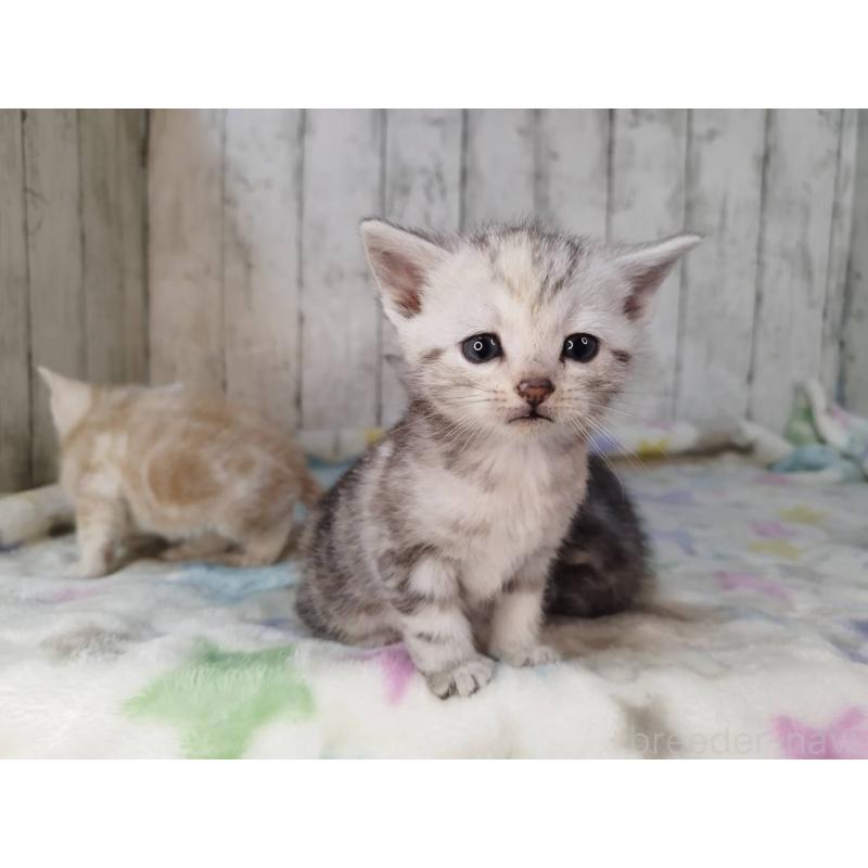 販売中の三重県のアメリカンショートヘア-134396の4枚目