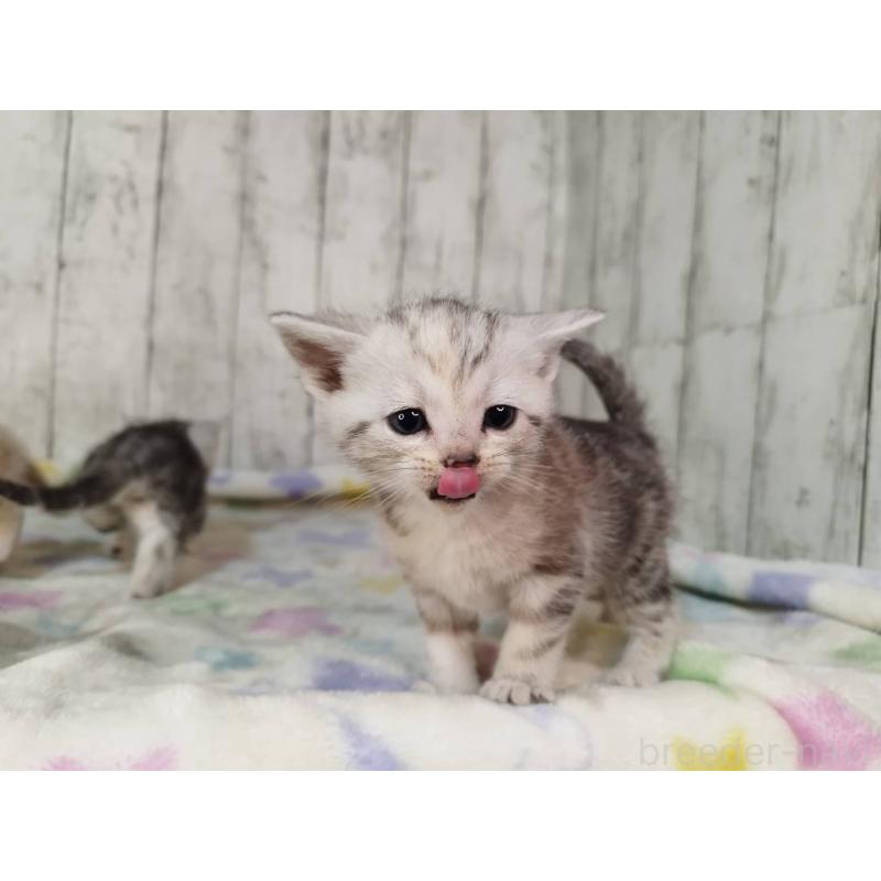 販売中の三重県のアメリカンショートヘア-134396の5枚目