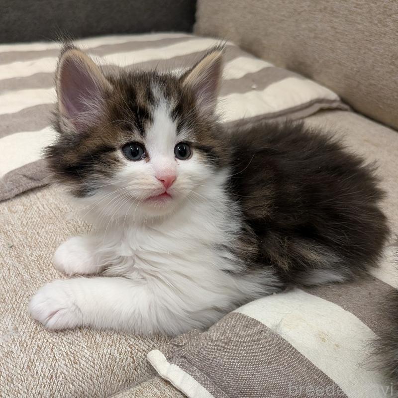 販売中の埼玉県のノルウェージャンフォレストキャット-134153