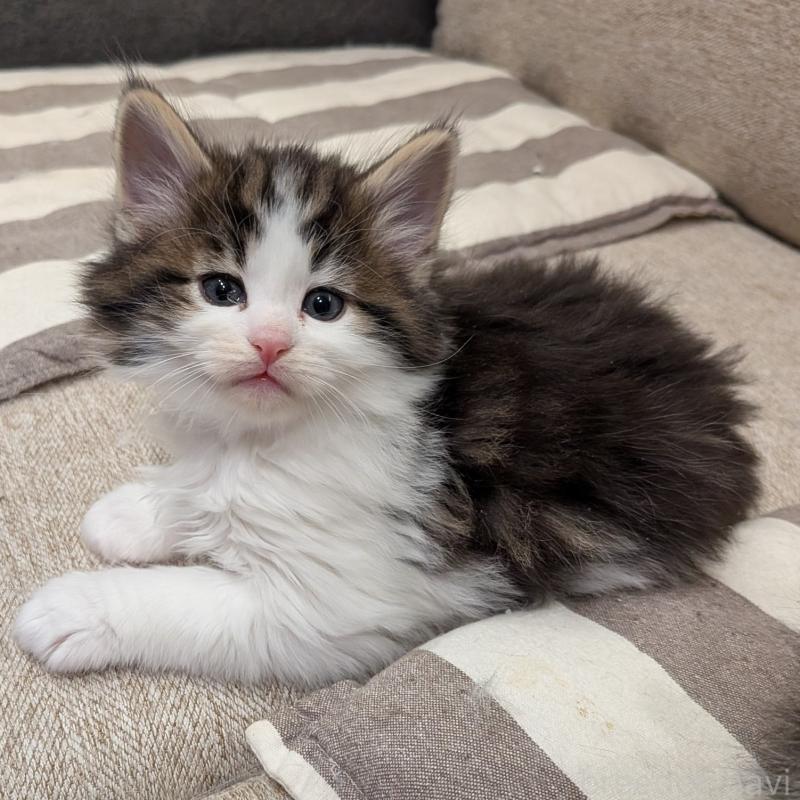 販売中の埼玉県のノルウェージャンフォレストキャット-134153の17枚目