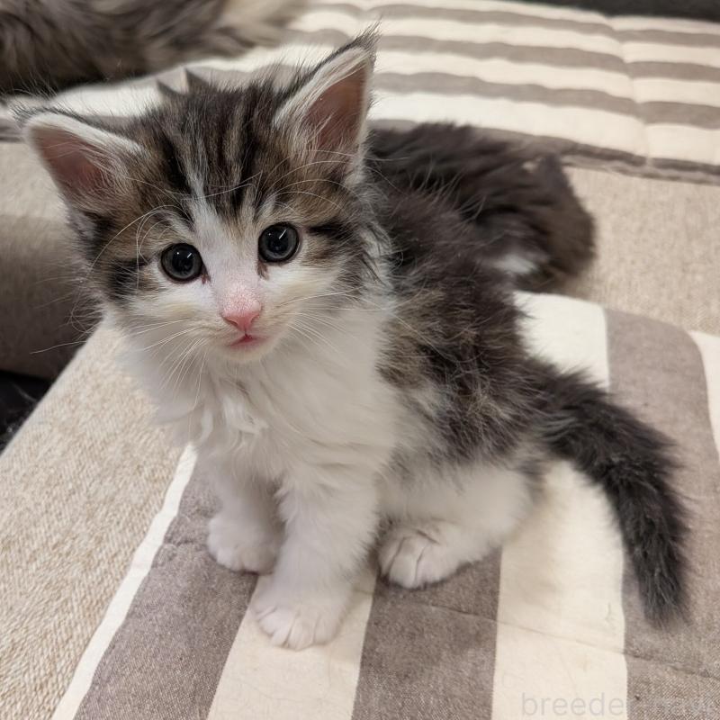 販売中の埼玉県のノルウェージャンフォレストキャット-134169の12枚目