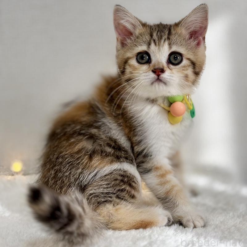 販売中の埼玉県のミヌエット-133233