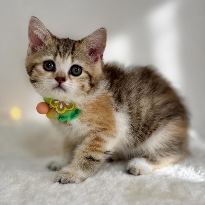 商談中の埼玉県のミヌエット-133233の2枚目