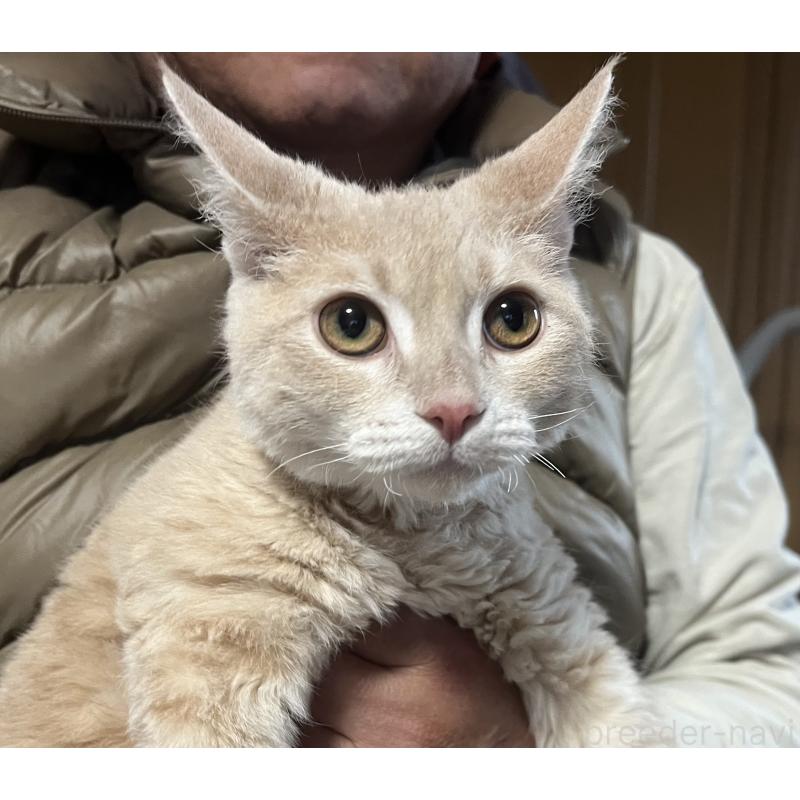 販売中の福岡県のミックス-126954の4枚目