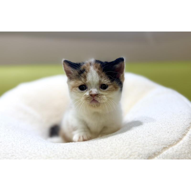 販売中の岐阜県のミヌエット(短足)-134447の7枚目