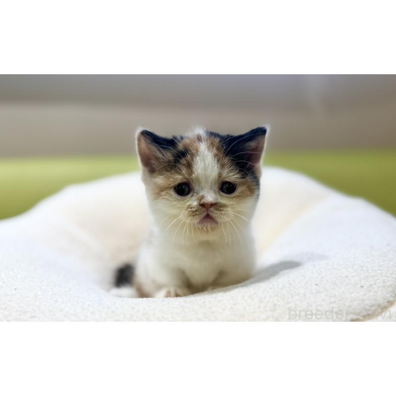 販売中の岐阜県のミヌエット(短足)-134447の6枚目