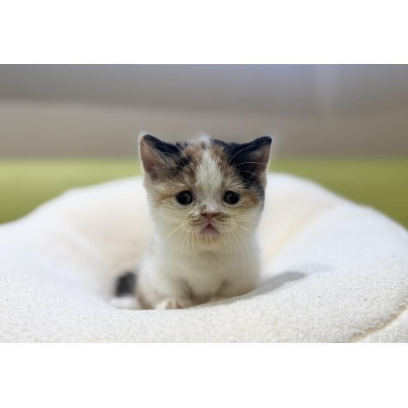 販売中の岐阜県のミヌエット(短足)-134447の5枚目