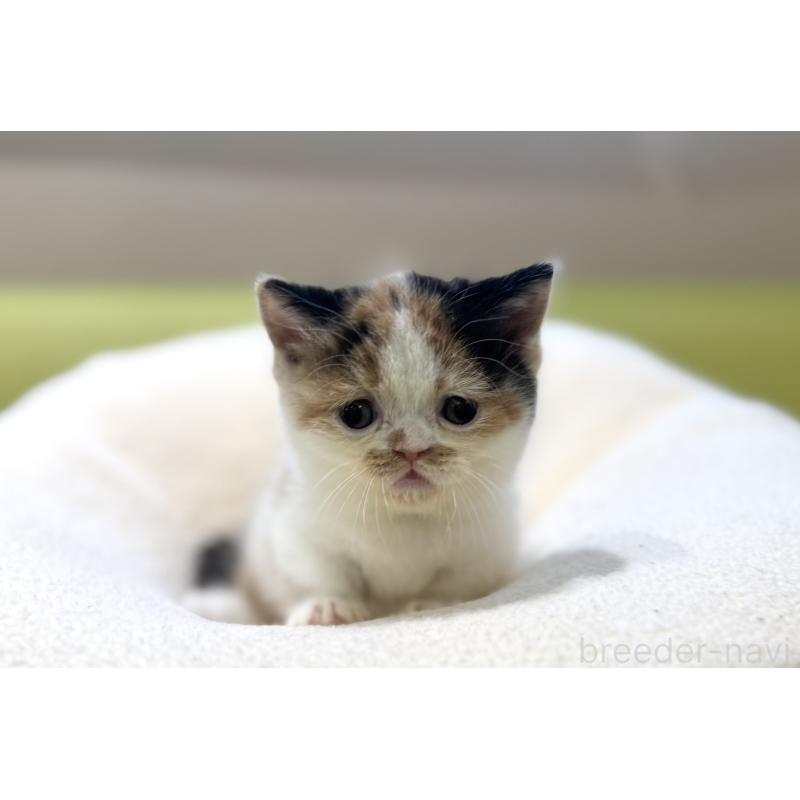 販売中の岐阜県のミヌエット(短足)-134447の4枚目