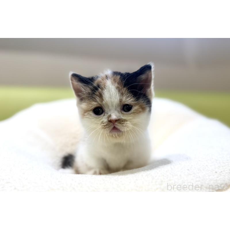 販売中の岐阜県のミヌエット(短足)-134447の3枚目