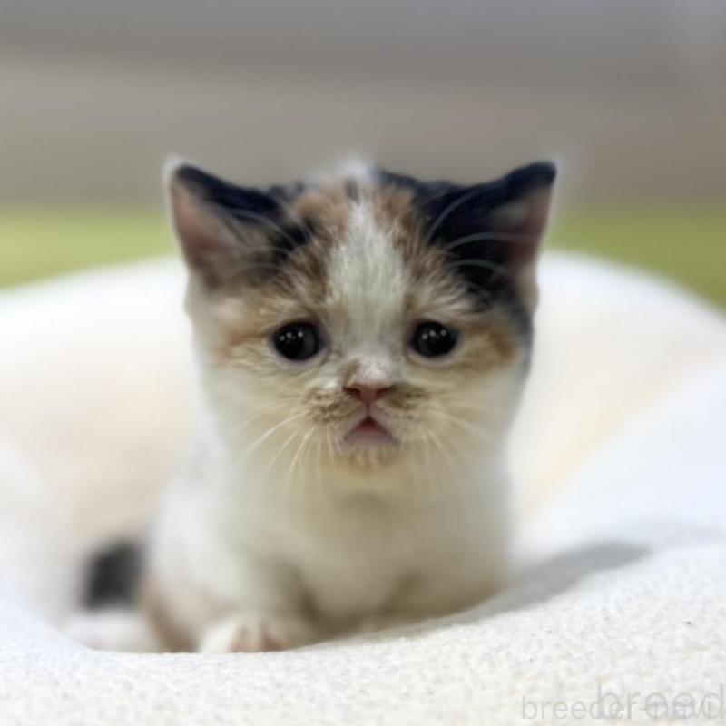 販売中の岐阜県のミヌエット(短足)-134447