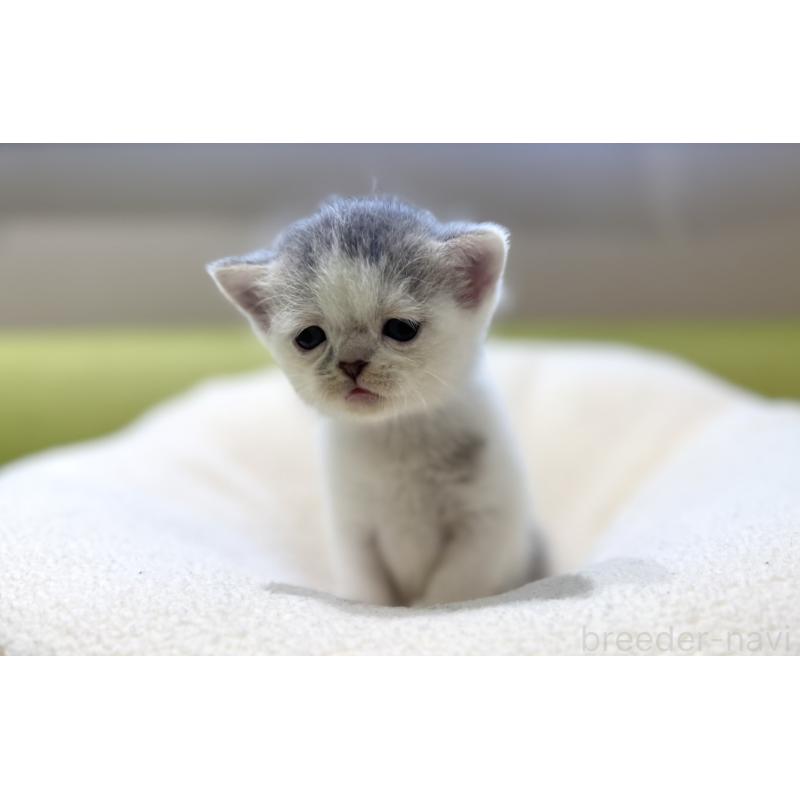 販売中の岐阜県のミヌエット-134448の6枚目