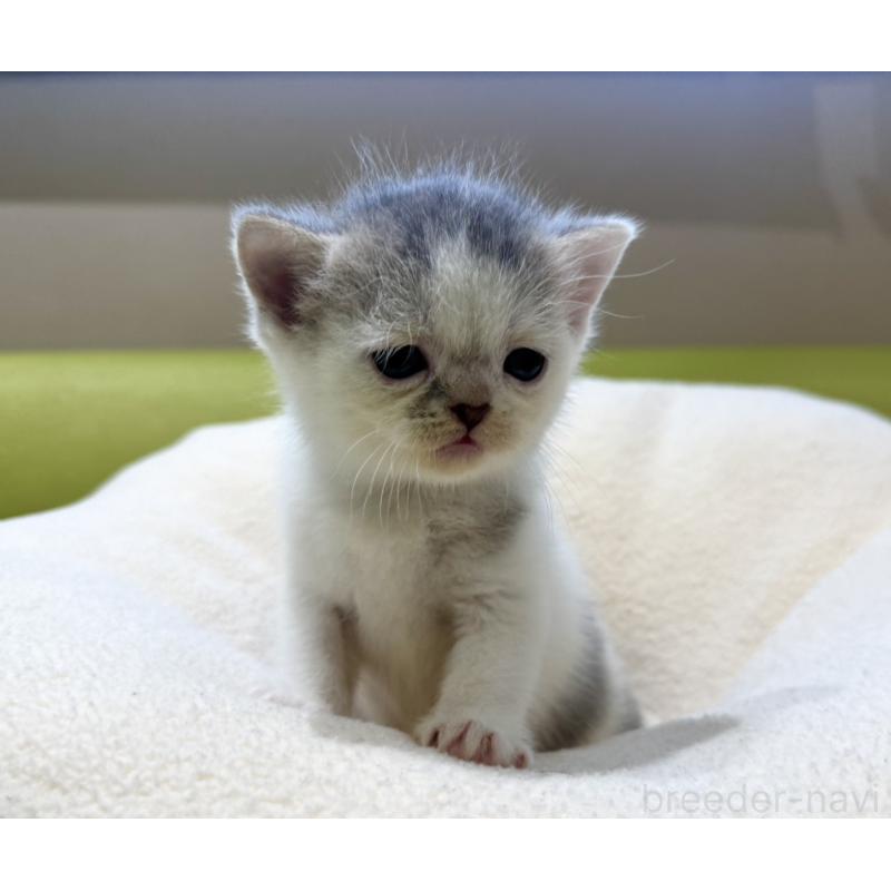 販売中の岐阜県のミヌエット-134448の4枚目