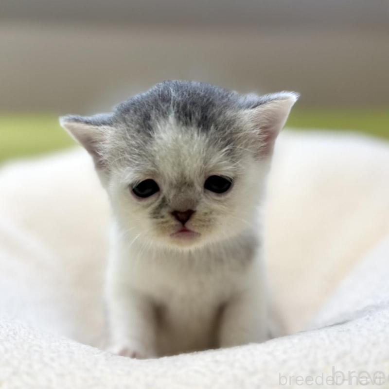 販売中の岐阜県のミヌエット-134448の1枚目