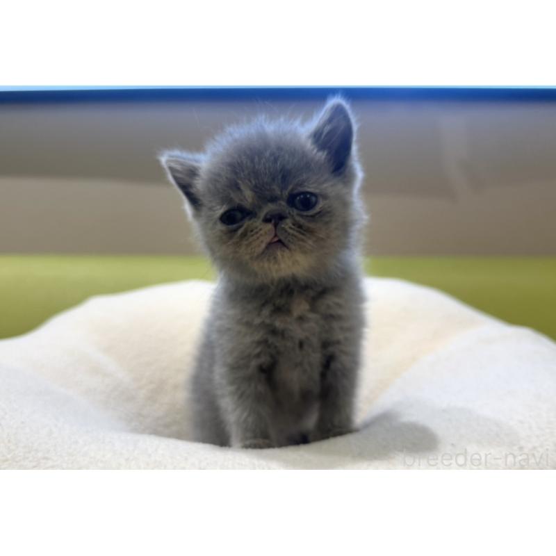 販売中の岐阜県のエキゾチックショートヘア-134449の2枚目