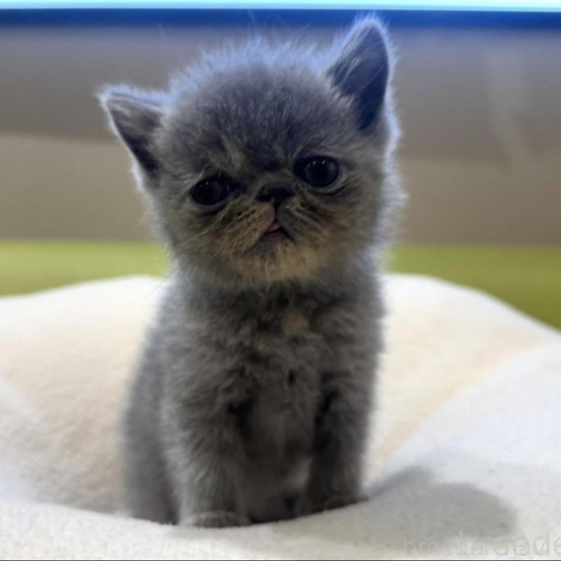 販売中の岐阜県のエキゾチックショートヘア-134449