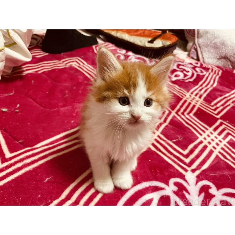 成約済の京都府のメインクーン-133513の4枚目