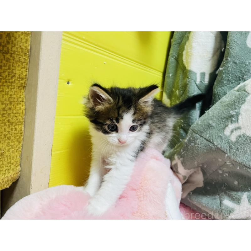 成約済の京都府のメインクーン-133515の2枚目