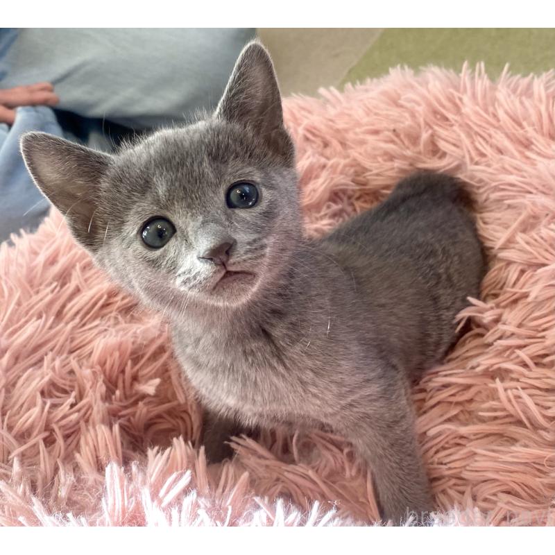 販売中の東京都のロシアンブルー-133325